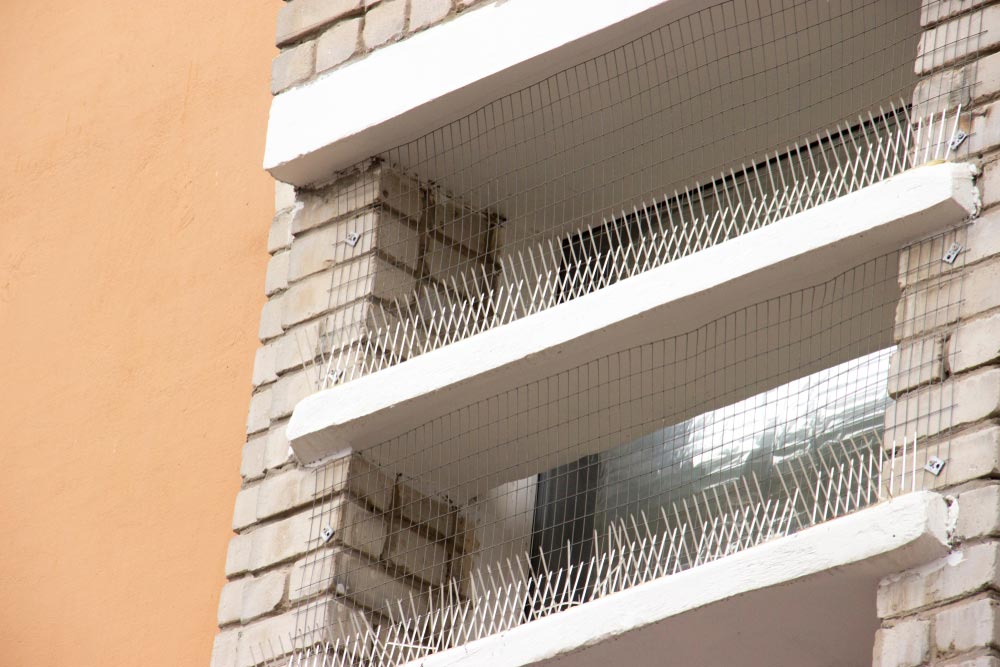 Bird control methods spikes netting London, UK